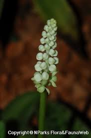 Image result for Drimiopsis botryoides