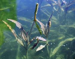 Image result for Potamogeton schweinfurthii