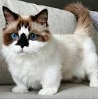 Munchkin Kittens for Sale | Buy Munchkin Cat Near Me