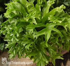 Image result for Asplenium sandersonii