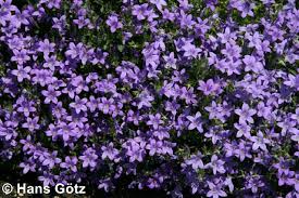 We did not find results for: Campanula Portenschlagiana Resholt Polster Glockenblume Haussermann Stauden Und Geholze