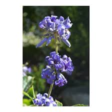 Check spelling or type a new query. Clematis Heracleifolia China Purple China Purple Tube Clematis Broken Arrow Nursery