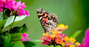 Although it is not really a scented type of flower, it attracts various fritillary. Top 10 Bloomers To Attract The Nectar Lovers You Need Blog Nurserylive Com Gardening In India