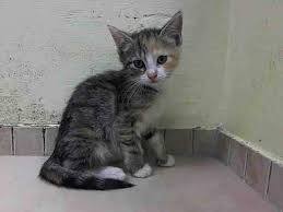 Kitten Sos Urgentpodr Ford Buick Chevy Trio Http On Fb Me 1qacdvp Nyc Urgent Foster Anjelliclecats Com Gatos Dominar El Mundo