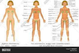 Human body parts names with pictures. Female Body Front Vector Photo Free Trial Bigstock