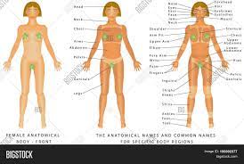 This article breaks down the different body shapes of women and provides useful styling tips. Female Body Front Vector Photo Free Trial Bigstock