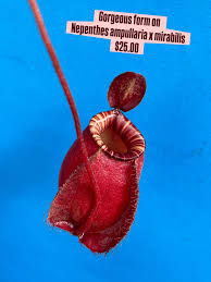 Image result for Lobelia petiolata