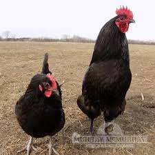 The australorp's exceptionally soft, shiny black plumage has hints of green and purple in the sunlight. Murray Mcmurray Hatchery Black Australorps
