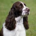 Felicity English Springer Spaniels