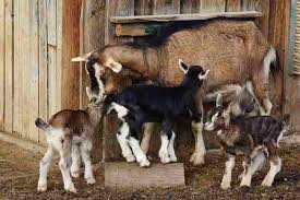 We did not find results for: 7 Aspek Ini Wajib Diperhatikan Dalam Usaha Ternak Kambing Artikel Pertanian Terbaru Berita Pertanian Terbaru