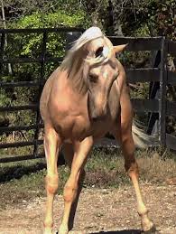Maybe you would like to learn more about one of these? Palomino Half Arabian Gelding Champion In Trail Horse Of Your Dreams