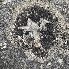 Image result for Physotrichia