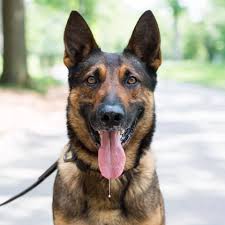 We did not find results for: The Dogist Arnost Belgian Malinois German Shepherd Mix Facebook