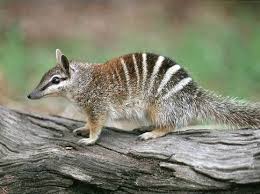 Australian Animals Archives Animal Facts For Kids Wild Facts Endangered Animals Facts Animals Australia Animals