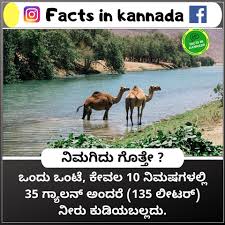 There are two types of camels: Facts In Kannada Photos Facebook