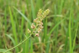 Image result for Sesamum angustifolium