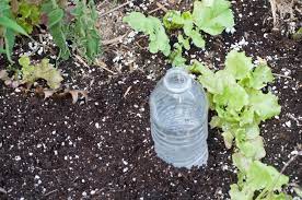 How To Keep Your Plants Alive While You Re Away Water Plants Self Watering Plants Plants