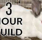 How To Build a DIY Rabbit Cage - Cheap & Easy