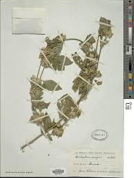 Image result for Dicliptera hensii