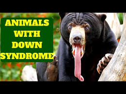 Down syndrome is also associated with an increased risk of other diseases due to a lowered immune system which, in turn, generally lowers their life however, even if animals can suffer genetic alterations and some chromosome trisomies, they are not the same as down syndrome which is a. Amazing Animals With Down Syndrome Youtube