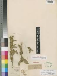 Image result for Meiosperma bracteatum