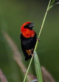 Black Bird With Orange Wings South Africa Black Winged Red Bishop Euplectes Hordeaceus Kakum National Park Cape Coast Ghana South African Birds Cape Coast National Parks