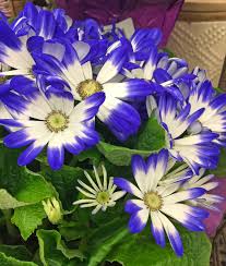 Image result for Cineraria mazoensis