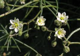 Image result for Spergula