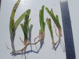 Image result for Thalassia hemprichii