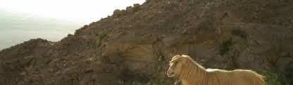 It was reintroduced in 1982 in oman , but poaching has reduced its numbers there. Arabian Tahr Connect With Nature