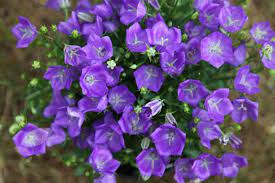 Campanula Carpatica Blaue Clips Bellflower Bellflower Plant Plants Diy Wedding Flowers Purple