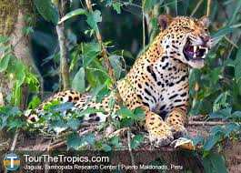 Jaguar simple english wikipedia the free encyclopedia. Where To See Jaguar In South America