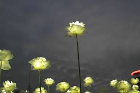 Maybe you would like to learn more about one of these? Rose Artificial Flowers The Night Sky White Roses Night View Dongdaemun Design Plaza Flower Flowering Plant Vulnerability Pxfuel