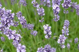 Lavender blooms on new stems, so pruning early or late in the season will be most beneficial. Lavandula Angustifolia Munstead Lavender