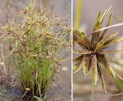 Image result for Pycreus flavescens