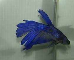 Cause Betta Tail Rot And Betta Fin Rot How To Protect And How To Treatment Center Of Betta Fish For Sale