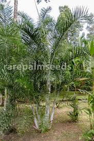 Image result for Dypsis