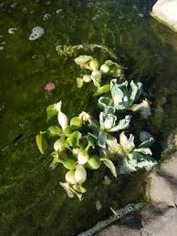Whole pond holds about 700 liters and came with this house when i started renting it a few years ago. Water Lettuce And Water Hyancinth Bundle 6 Floating Live Pond Plants Walmart Com Walmart Com