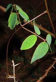 Image result for Entada stuhlmannii