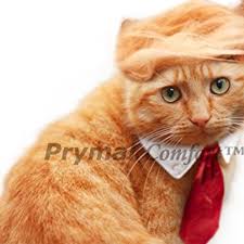 Spring autumnal cat clothes pet clothing for small cats dogs cat costumes soft kitten kitty coat jacket puppy cats outfit mascotas chenyufashionstore 4.5 out of 5 stars (43) sale price $13.49 $ 13.49 $ 14.99 original price $14.99 (10% off. Cat Costumes Cat Outfits Shark Rabbit Tuxedo Peacock More