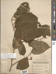 Image result for Glyphaea