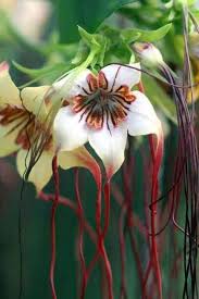 Image result for Strophanthus amboensis