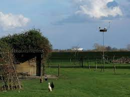 Huize middendorpb&b ellecom (5.7 km from leuvenheim) superb 9.3 91 reviews. Leuvenheim Wat Leuk Zeg Er Zijn Twee Ooievaars Facebook