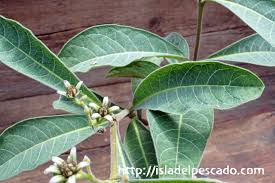 Image result for Raphionacme madiensis