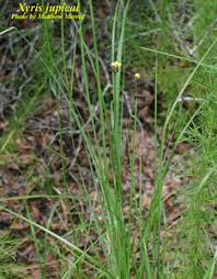 Image result for Xyris aristata