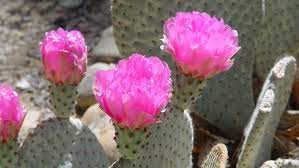 In this post, find out how often you should water cactus both indoors & outdoors as well as the other basics in watering them. Guide To Blooming Prickly Pear For Gardens