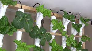 It has a reservoir full of nutrient solution which is pumped through 3/4 pvc tubes up to system of four 4 pvc grow pipes. Basement Hydroponic Tower Garden Version 2 0 Youtube