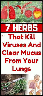 7 Herbs That Kill Viruses And Clear Mucus From Your Lungs In 2020 Mucus Lunges Herbs