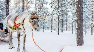 I love reading the messages you leave on my blog. What Are The Names Of Santa S Reindeer