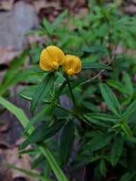 Image result for Stylosanthes